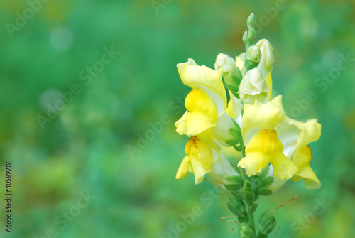 Photo: Summer flower Summer flower