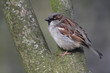 Spatz auf dem Baum (Sperling)