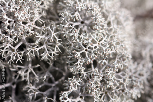 Foto: Background of Cladonia stellaris lichen Background of Cladonia stellaris lichen