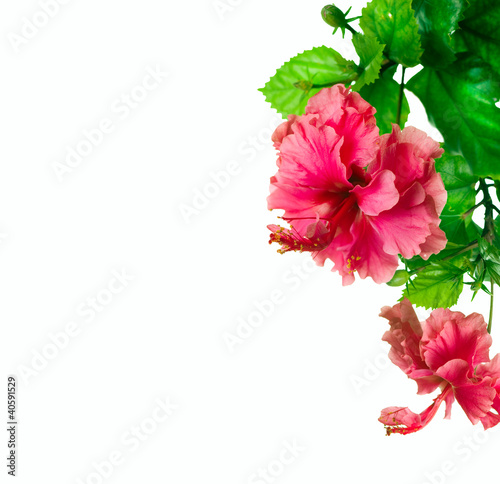 Photo: Hibiscus Flower isolated on white Hibiscus Flower isolated on white