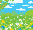 Field with flowers