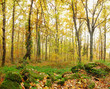 uncontaminated undergrowth into the forest in autumn uncontaminated undergrowth into the forest in autumn