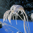 Silberfahne_212462
