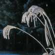 Silberfahne_212463