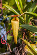Nepenthes Nepenthes