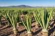 Sisal plantation