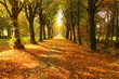 Tree lined pathway