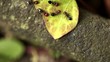 Video: Rizzaculo Ants (Crematogaster Scutellaris) Rizzaculo Ants (Crematogaster Scutellaris)