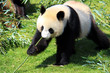 Panda géant