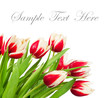Bouquet of tulips on white background Bouquet of tulips on white background