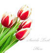 Bouquet of tulips on white background Bouquet of tulips on white background