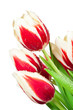 Bouquet of tulips on white background Bouquet of tulips on white background