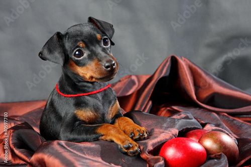 Photo: Miniature Pinscher Puppy Miniature Pinscher Puppy