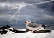 Photo en ligne au meilleur prix M�we vor Gewitterhimmel