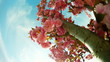 Tree with pink flower
