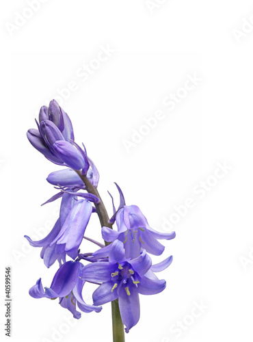Photo: Sunny Bluebells Sunny Bluebells