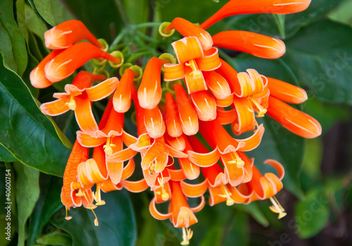 Foto: Trumpet flower Trumpet flower