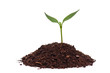 Green seedling