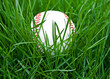 baseball in tall grass
