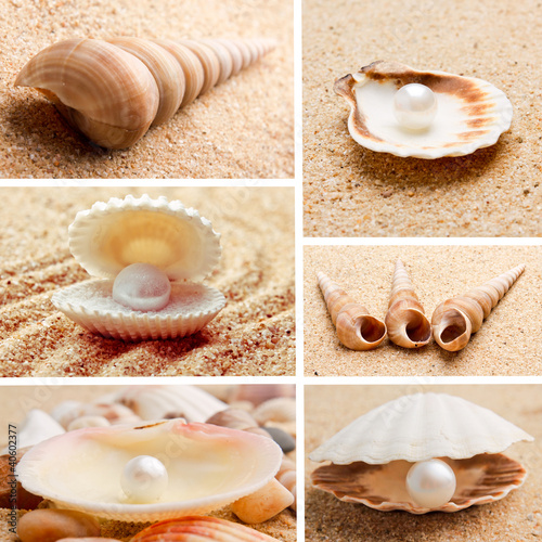 Photo: collection of seashells. pearl on the seashell collection of seashells. pearl on the seashell