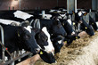 Dairy cows in a farm.