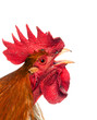 Screaming cock. isolated