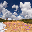 Spring landscape in the mountains with field of blossom crocuses