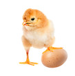A funny chicken football