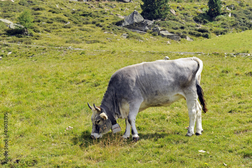 Foto: mucca al pascolo mucca al pascolo