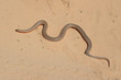 A mole snake (Pseudaspis cana) on sand A mole snake (Pseudaspis cana) on sand