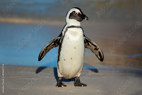 Photo: African penguin, South Africa African penguin, South Africa