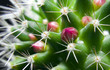 Pink flowers bud protected by thorns