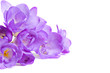 Fresh fresia flowers