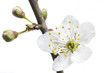 Blüte mit Knospen einer Kirschpflaume (Prunus Casifera)