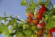 Biotomaten