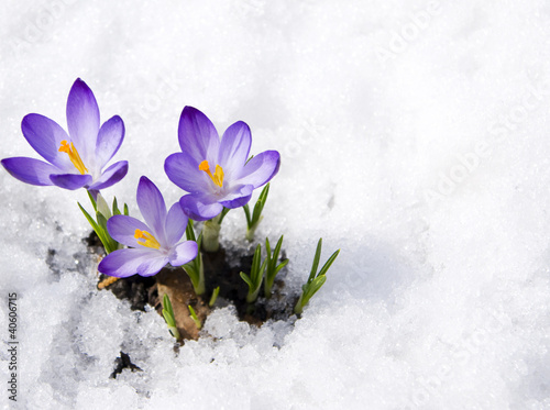 Photo: crocuses in snow crocuses in snow