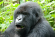 Mountain Gorilla in Volcano National Park (Rwanda)