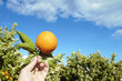 naranja en la mano