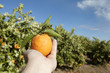 naranja en mano y campo de naranjos