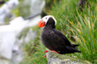 Tufted puffins (Lunda cirrhata) . Commander Islands