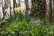 Bluebells and daffodils Bluebells and daffodils
