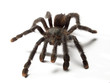 Una araña tarántula en fondo blanco. Una araña tarántula en fondo blanco.