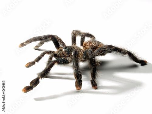 Photo: Una araña tarántula en fondo blanco. Una araña tarántula en fondo blanco.