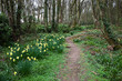 Bluebells and daffodils Bluebells and daffodils