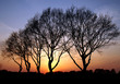 Abendlicht, Sonnenuntergang und Bäume