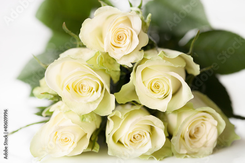 Photo: weiße Rosen weiße Rosen