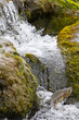 The female of humpback salmon rises upwards in falls.