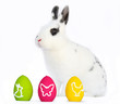 Osternhase