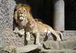 lion