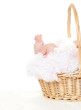baby in the basket